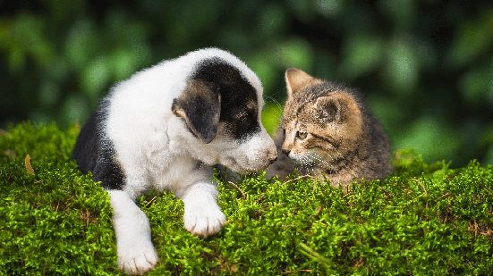 Nomes combinando podem ser ideais para uma dupla de cachorro e gato (Imagem: Rita_Kochmarjova | Shutterstock)