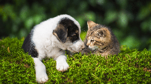 Nomes combinando podem ser ideais para uma dupla de cachorro e gato (Imagem: Rita_Kochmarjova | Shutterstock)