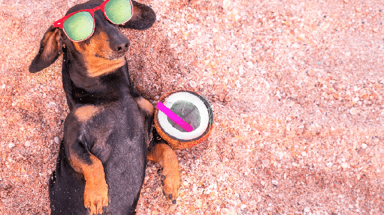 Em dias quentes, algumas bebidas ajudam a estimular a hidratação dos pets (Imagem: Masarik | Shutterstock)