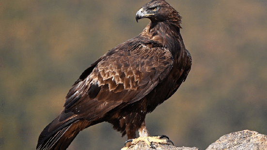 Encontrada em diferentes regiões do Hemisfério Norte, a águia-real possui asas largas, garras fortes e visão apurada, características que favorecem a caça (Imagem: alberto clemares exposito | Shutterstock)