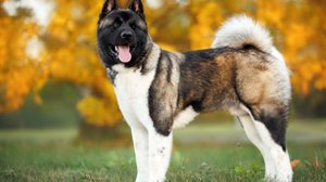 O akita americano tem traços marcantes que encantam os tutores (Imagem: otsphoto | Shutterstock)
