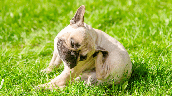 A primavera pode aumentar o contato dos pets com agentes ambientais que desencadeiam ou agravam alergias (Imagem: Ermolaev Alexander | Shutterstock)