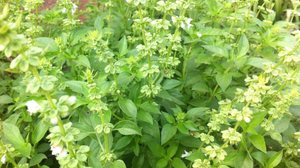 A alfavaca é uma aliada natural para incluir mais saúde na rotina (Imagem: Lemidah Ferreira | Shutterstock)