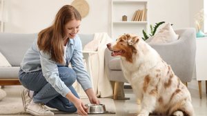 Cada fase da vida do pet exige cuidados específicos com a nutrição (Imagem: Pixel-Shot | Shutterstock)