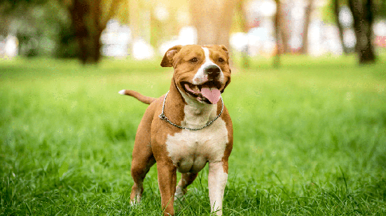 O american staffordshire terrier chama atenção pela estrutura robusta, agilidade e companheirismo (Imagem: Roman Zaiets| Shutterstock)