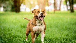 O american staffordshire terrier chama atenção pela estrutura robusta, agilidade e companheirismo (Imagem: Roman Zaiets| Shutterstock)