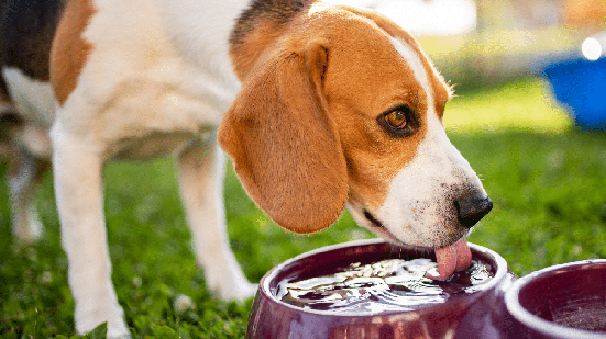 Cães e gatos também podem sofrer com a baixa umidade do ar (Imagem: Przemek Iciak | Shutterstock)