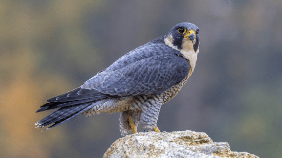 O falcão-peregrino é uma ave de rapina famosa por sua velocidade e capacidade de voo (Imagem: Teresa Bauer | Shutterstock)