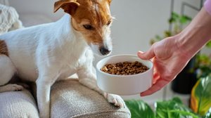 Quando o pet para de comer de forma repentina é fundamental procurar atendimento veterinário (Imagem: Lazy_Bear | Shutterstock)