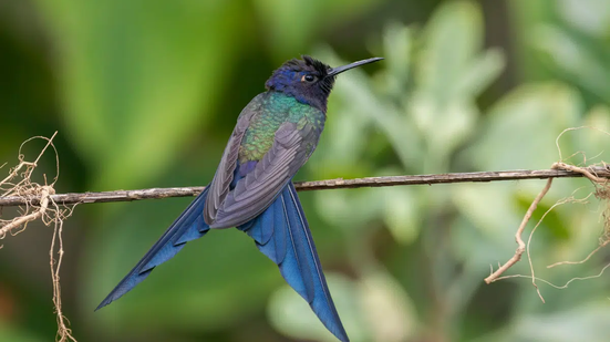 Encontradas em diferentes biomas, elas revelam a riqueza e a diversidade da fauna do país  (Imagem: Luiz Fernando Matos | Shutterstock)