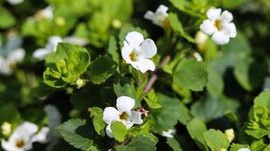 A utilização da Bacopa monnieri pode contribuir para mais disposição e foco no dia a dia (Imagem: Mr. Meijer | Shutterstock)