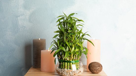 O bambu-da-sorte é frequentemente utilizado para atrair boas energias e criar uma atmosfera mais leve (Imagem: New Africa | Shutterstock)