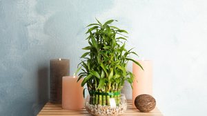 O bambu-da-sorte é frequentemente utilizado para atrair boas energias e criar uma atmosfera mais leve (Imagem: New Africa | Shutterstock)