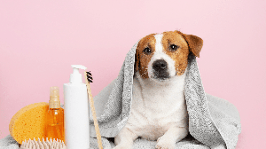 Adaptar a rotina de higiene dos pets no inverno ajuda a evitar desconfortos e problemas de pele (Imagem: annokhotska | Shutterstock)