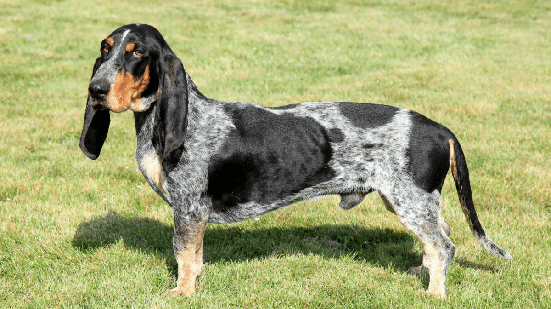 O basset azul da Gasconha se destaca pelo corpo alongado e temperamento ativo e carinhoso (Imagem: Radomir Rezny | Shutterstock)