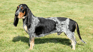 O basset azul da Gasconha se destaca pelo corpo alongado e temperamento ativo e carinhoso (Imagem: Radomir Rezny | Shutterstock)