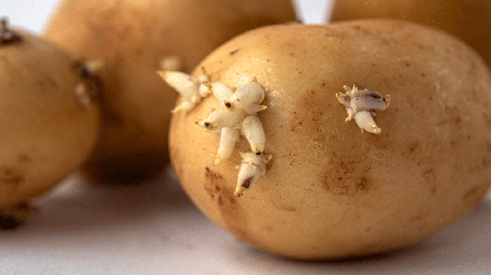 Antes de aproveitar uma batata germinada, é importante observar sua aparência, firmeza e possíveis sinais de deterioração (Imagem: Seersa Abaza | Shutterstock)