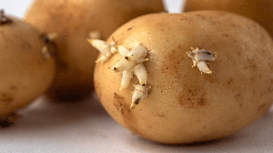 Antes de aproveitar uma batata germinada, é importante observar sua aparência, firmeza e possíveis sinais de deterioração (Imagem: Seersa Abaza | Shutterstock)