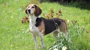 Utilizado tradicionalmente para caça e matilha, o beagle harrier também conquistou espaço nos lares graças ao seu temperamento sociável e adaptável (Imagem: Renge1988 | Shutterstock)