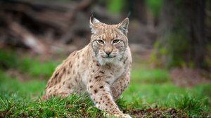Mesmo separados por anos de evolução, os gatos domésticos e os felinos selvagens ainda apresentam semelhanças interessantes (Imagem: Volodymyr Burdiak | Shutterstock)