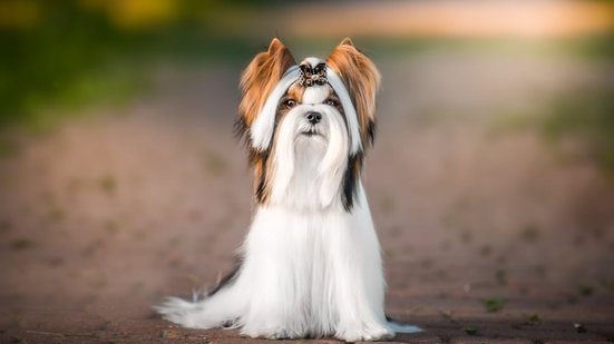 As características únicas do biewer terrier conquistaram admiradores em diferentes países (Imagem: Aleksandra Morrison Photo | Shutterstock)