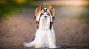 As características únicas do biewer terrier conquistaram admiradores em diferentes países (Imagem: Aleksandra Morrison Photo | Shutterstock)