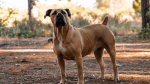 O boerboel é um cão utilizado para guarda, condução de rebanhos e, geralmente, cria um forte vínculo com a família (Imagem: Wirestock Creators | Shutterstock)