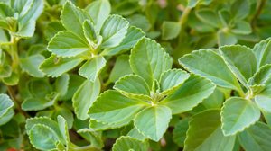 O boldo-do-chile é uma planta com propriedades medicinais que ajudam a tratar diversos problemas de saúde (Imagem: RobiCol-Photo | Shutterstock)