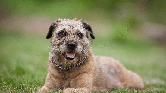 Mesmo mantendo suas características de cão de campo, o border terrier conquistou espaço dentro dos lares (Imagem: l i g h t p o e t  |  Shutterstock)