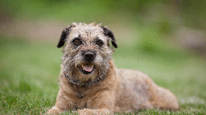 Mesmo mantendo suas características de cão de campo, o border terrier conquistou espaço dentro dos lares (Imagem: l i g h t p o e t  |  Shutterstock)