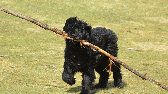 O porte robusto está entre as características mais marcantes do bouvier des Flandres  (Imagem: Carol Hamilton | Shutterstock)