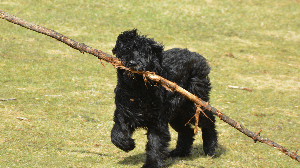 O porte robusto está entre as características mais marcantes do bouvier des Flandres  (Imagem: Carol Hamilton | Shutterstock)