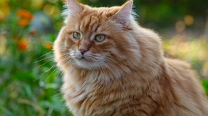 Personagens memoráveis de "Breaking Bad" oferecem ótimas ideias de nomes para gatos (Imagem: Ekaterina_Minaeva | Shutterstock)