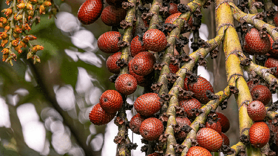 Além do sabor, o buriti chama a atenção pela composição nutricional (Imagem: Vinicius R. Souza | Shutterstock)