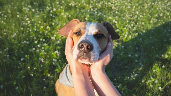 Recompensar bons comportamentos com carinho ou petiscos fortalece o vínculo e incentiva comportamentos mais calmos (Imagem: Aleksey Boyko | Shutterstock)