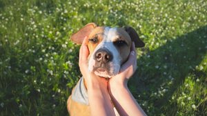 Recompensar bons comportamentos com carinho ou petiscos fortalece o vínculo e incentiva comportamentos mais calmos (Imagem: Aleksey Boyko | Shutterstock)