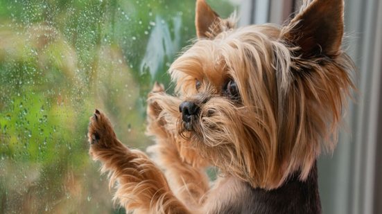 Atitude simples reduzem o medo do cachorro durante a chuva (Imagem: Valerie Nik | Shutterstock)