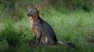 Além de encantarem pela beleza e postura, os cachorros-da-mata também possuem uma grande importância para a biodiversidade (Imagem: Diego Grandi | Shutterstock)