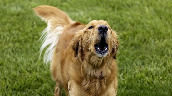 Os latidos podem transmitir diferentes mensagens, como alerta, medo, excitação ou necessidade de atenção (Imagem: Karel Bock | Shutterstock)