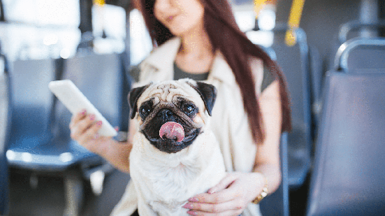 Levar o cachorro no transporte público exige planejamento e alguns cuidados para garantir mais segurança e conforto durante o trajeto (Imagem: hedgehog94 | Shutterstock)
