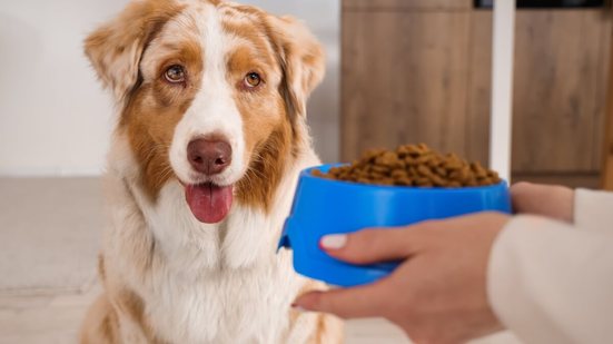 Mudanças na rotina e no ambiente podem afetar o apetite dos cachorros (Imagem: Pixel-Shot | Shutterstock)