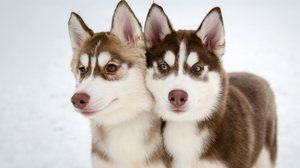 A curiosidade do Husky aparece no desejo de explorar ambientes, correr e investigar novidades. (Imagem: travelarium.ph | Shutterstock)