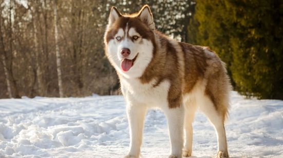 As raças de cachorro da Rússia costumam ser inteligentes, fortes e leais (Imagem: travelarium.ph | Shutterstock)