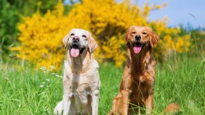 Além de serem conhecidos pela força, os cachorros de grande porte também se destacam pela lealdade e afeto ao tutor (Imagem: Christian Mueller | Shutterstock)