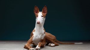 Os cães de origem espanhola não apenas refletem a herança e a tradição do país, mas também demonstram diversas qualidades (Imagem: Anna Averianova | Shutterstock)