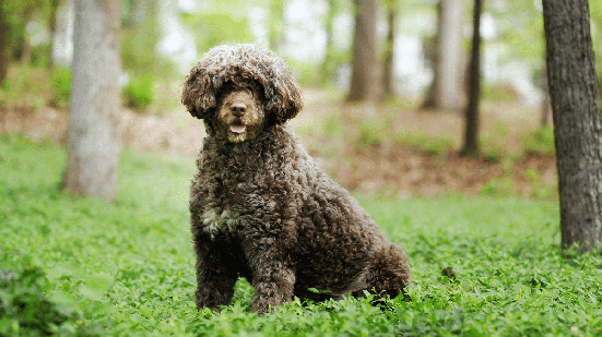 Portugal deu origem a raças de cães com diferentes habilidades, características e histórias (Imagem: Brook Robinson | Shutterstock)