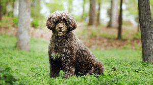 Portugal deu origem a raças de cães com diferentes habilidades, características e histórias (Imagem: Brook Robinson | Shutterstock)