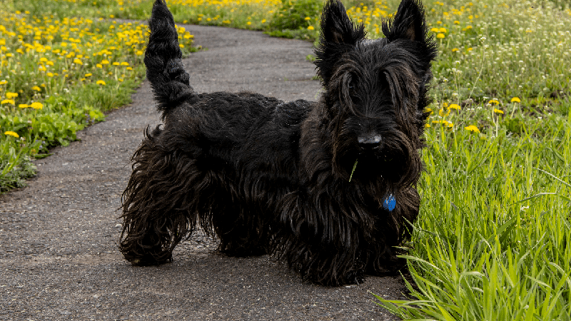 Cachorros rebaixados: 6 raças que se destacam pelas pernas curtas
