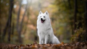 Embora compartilhem características em comum, cada raça de spitz possui particularidades (Imagem: nik174 | Shutterstock)