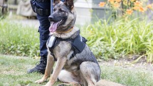 Os cães policiais auxiliam diretamente em investigações e reúnem características específicas (Imagem: wellphoto | Shutterstock)